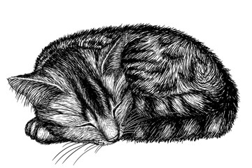 Vector illustration of a striped cat sleeping in a ball in the style of engraving