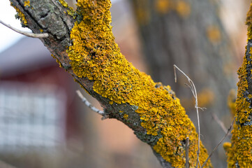 the trunk of the tree is covered with yellow lichen, and fungus. sick young tree.