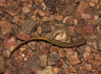 Closeup of an underwater northern two-lined salamander, Eurycea bislineata, on the bottom of a seepage