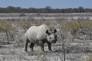 Obraz premium Spitzmaulnashorn (diceros bicornis) im Etoscha Nationalpark in Namibia. 