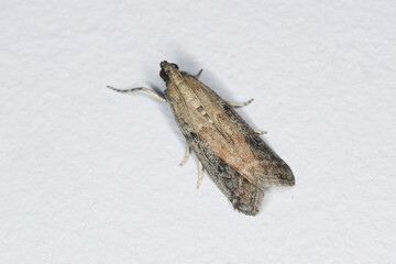 Detailed closeup of moth whose caterpillars eat food supplies, insect sitting on wall.