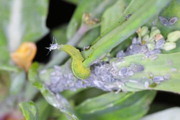 The larva of a fly from the family Syrphidae, Hoverfly with a hunted aphid. A colony of aphids on a...