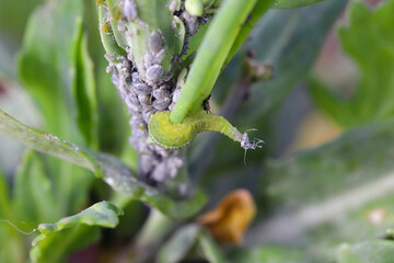 The larva of a fly from the family Syrphidae, Hoverfly with a hunted aphid. A colony of aphids on a...