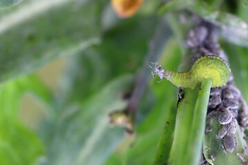 The larva of a fly from the family Syrphidae, Hoverfly with a hunted aphid. A colony of aphids on a plant and their natural enemy.