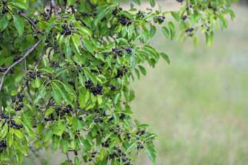 Berries of common or purging buckthorn (Rhamnus cathartica) in late summer. - obrazy, fototapety, plakaty