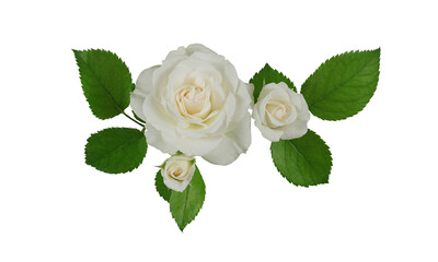 white roses on transparent background