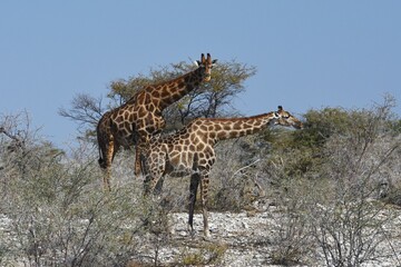 Steppengiraffe (giraffa camelopardalis) im Etoscha Nationalpark in Namibia.