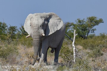 Elefantenbulle (loxodonta africana) im Etoscha Nationalpark in Namibia. 