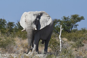 Obraz premium Elefantenbulle (loxodonta africana) im Etoscha Nationalpark in Namibia. 