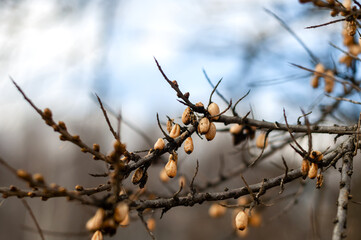 sea buckthorn branch in late autumn. leftover sea buckthorn