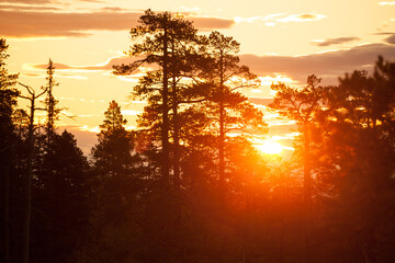 Sweden National Park - Sunrise and pine trees