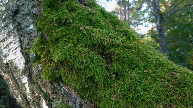 Green moss on the old birch trunk in forest