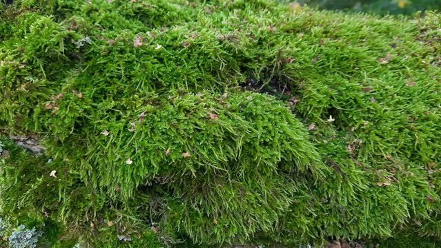 Green moss on the old birch trunk close-up