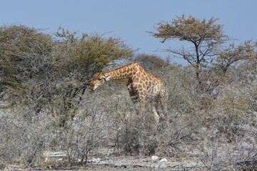 Steppengiraffe (giraffa camelopardalis) im Etoscha Nationalpark in Namibia.