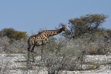 Steppengiraffe (giraffa camelopardalis) im Etoscha Nationalpark in Namibia.
