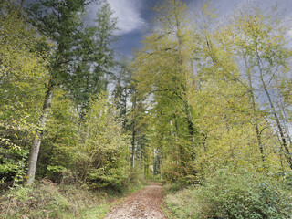 Schwarzwaldlandschaft. Von Lörrach-Hauingen bis Hägelberg durch Hauinger wald - Stockertweg bedeckt mit Blättern und gesäumt von Buchen und Tannen mit Laub in Herbstfarben