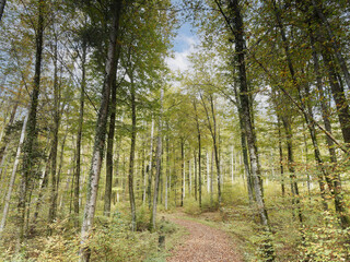Schwarzwaldlandschaft. Von Lörrach-Hauingen bis Hägelberg durch Hauinger wald - Mittl. Stockertweg bedeckt mit Blättern und gesäumt von Buchen und Tannen mit Laub in Herbstfarben