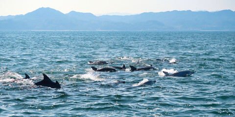 Wild dolphins jumping in the sea