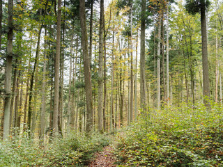 Schwarzwaldlandschaft. Wandern im Hauinger wald. Unterer Hauptweg nach der Durchfahrt durch das Dorf Hägelberg, romantischer Weg in Herbstfarben zum Heilisauweg 