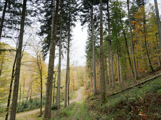 Schwarzwaldlandschaft. Wandern im Hauinger wald in Herbstfarben. Kreuzung 'Unterer Hauptweg' und 'Heilisauweg' 
