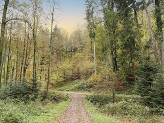 Schwarzwaldlandschaft. Wandern im Hauinger wald in Herbstfarben. Kreuzung 'Unterer Hauptweg' und 'Heilisauweg' 