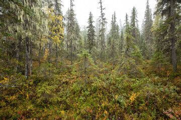 Autumn scandinavian forest Sweden National Park - obrazy, fototapety, plakaty