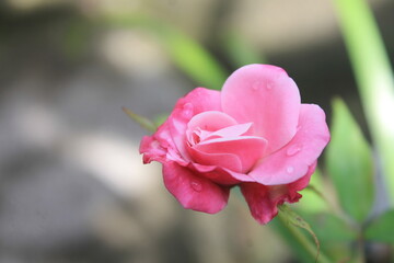 Pink roses on background blur

