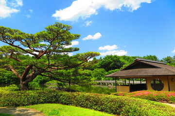 Fototapeta na wymiar 昭和記念公園内の日本庭園の池と木々と躑躅と松の風景7