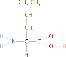 The structure of Leucine. Leucine is an amino acid that has a side chain isobutyl group.