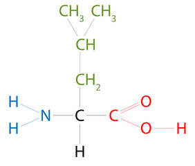 The structure of Leucine. Leucine is an amino acid that has a side chain isobutyl group.
