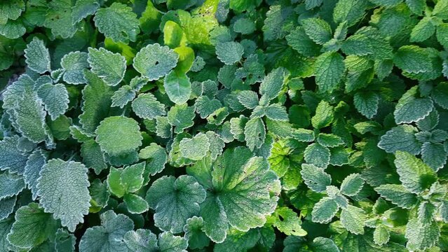 Top view of white dead-nettle stems covered with hoarfrost