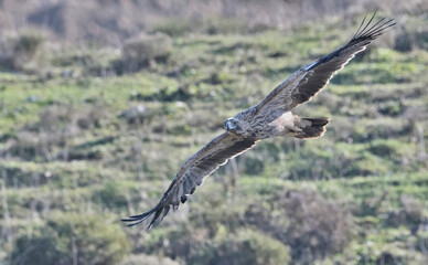Imperial Eagle (Aquila heliaca), Crete