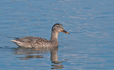 Mallard or wild duck (Anas platyrhynchos), Crete