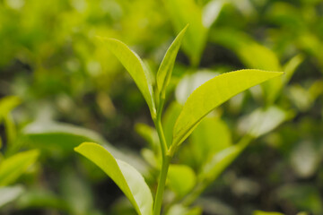 Fototapeta na wymiar Selective focus of tea leaf shoots