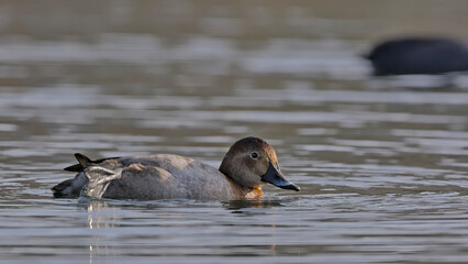 Common Pochard - Aythya ferina, Crete