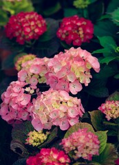 Vertical close-up shot of blossoming hydrangeas in spring