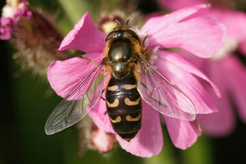 Closeup on a Yellow-clubbed , Scaeva selenitica sitting on a pink flower
