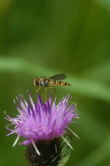 Closeup of a Marmelade hoverfly, Episyrphus balteatus sipping nectar from a purple knapweed flower - obrazy, fototapety, plakaty