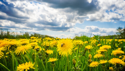 field of dandelions