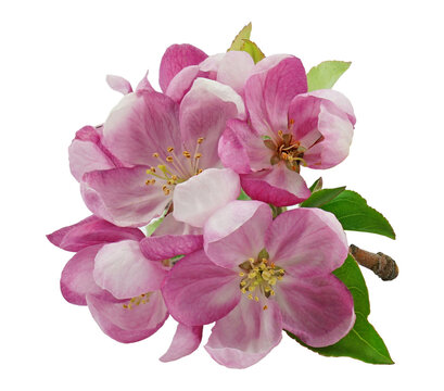 pink azerole on transparent background