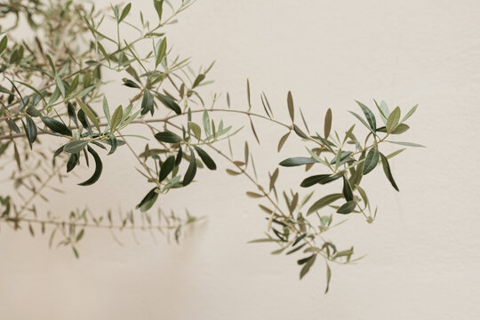 Olive tree branches on neutral pastel beige wall
