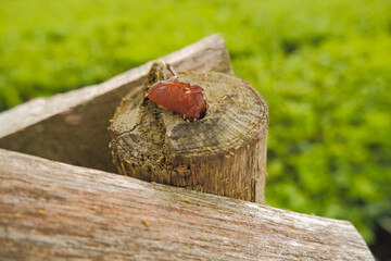 Selective focus of wood fungus full of insects