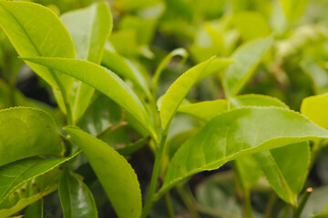 Selective focus of tea leaf shoots