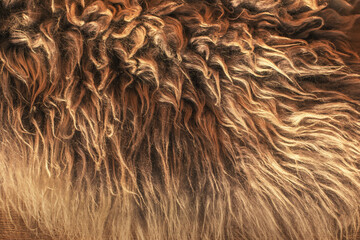 Sheep skin structure.Close up of sheep fur.