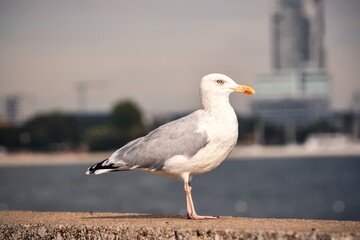 Fototapeta premium Portrait of a seagull. Bird at the Polish seaside in Gdynia.