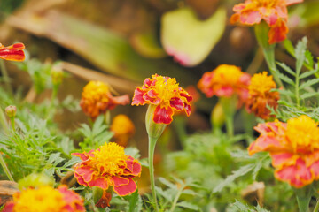 Selective focus of blooming marigold flowers