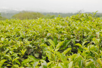 Selective focus of a vast expanse of tea gardens