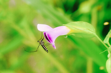 Male Aedes mosquitoes eat nectar from flowers as food.