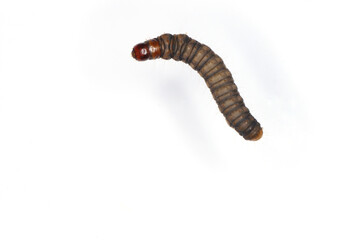 Caterpillar of Gold Triangle (Hypsopygia costalis) moth.