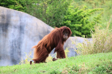 Obraz premium A view of an Orangutan